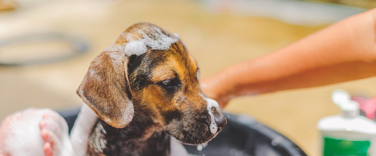ACTU1 1200X500 | Ça déc'Ouaaf Ça déc’Ouaaf : toilettage et pension pour chiens et chats à Aydoilles Raon-l'Étape 0