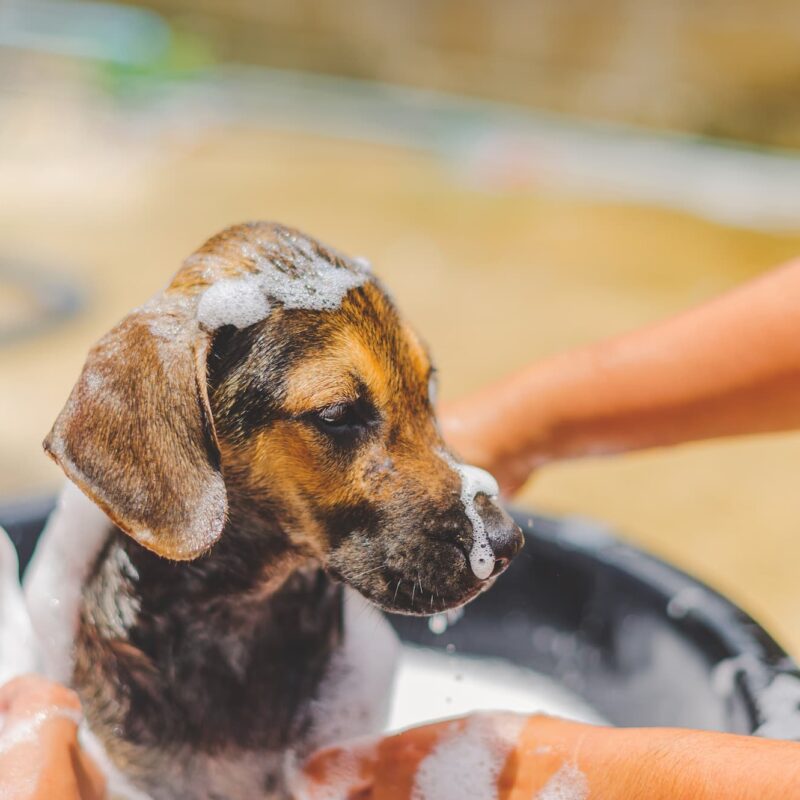 ACTU1 800X800 | Ça déc'Ouaaf Quand toiletter son chien ? Gérardmer 0