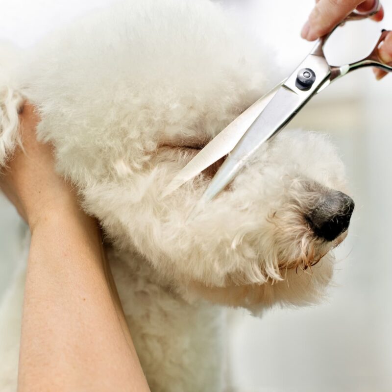 ACTU3 800X800 | Ça déc'Ouaaf Quand toiletter son chien ? Baccarat 2