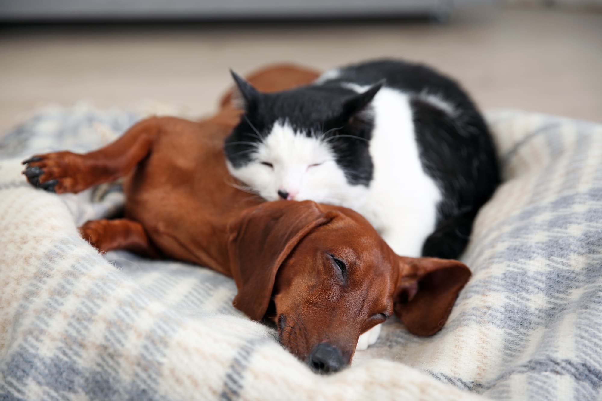 Pension pour chiens et chats &agrave; c&ocirc;t&eacute; de Remiremont et &Eacute;pinal Mirecourt 1