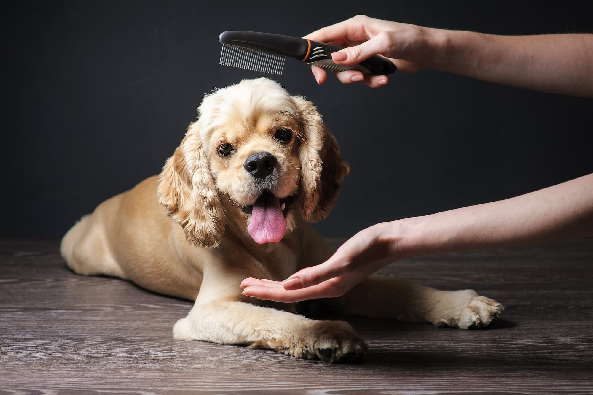 TOILETTAGE CHIEN2 | Ça déc'Ouaaf Toilettage pour chiens et coupe griffes à proximité de Remiremont et Épinal Épinal 5