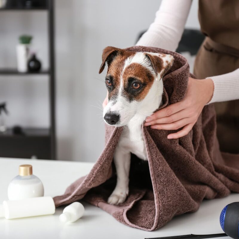TOILETTAGE CHIEN3 800X800 | Ça déc'Ouaaf Toilettage pour chiens et coupe griffes à proximité de Remiremont et Épinal La Bresse 4