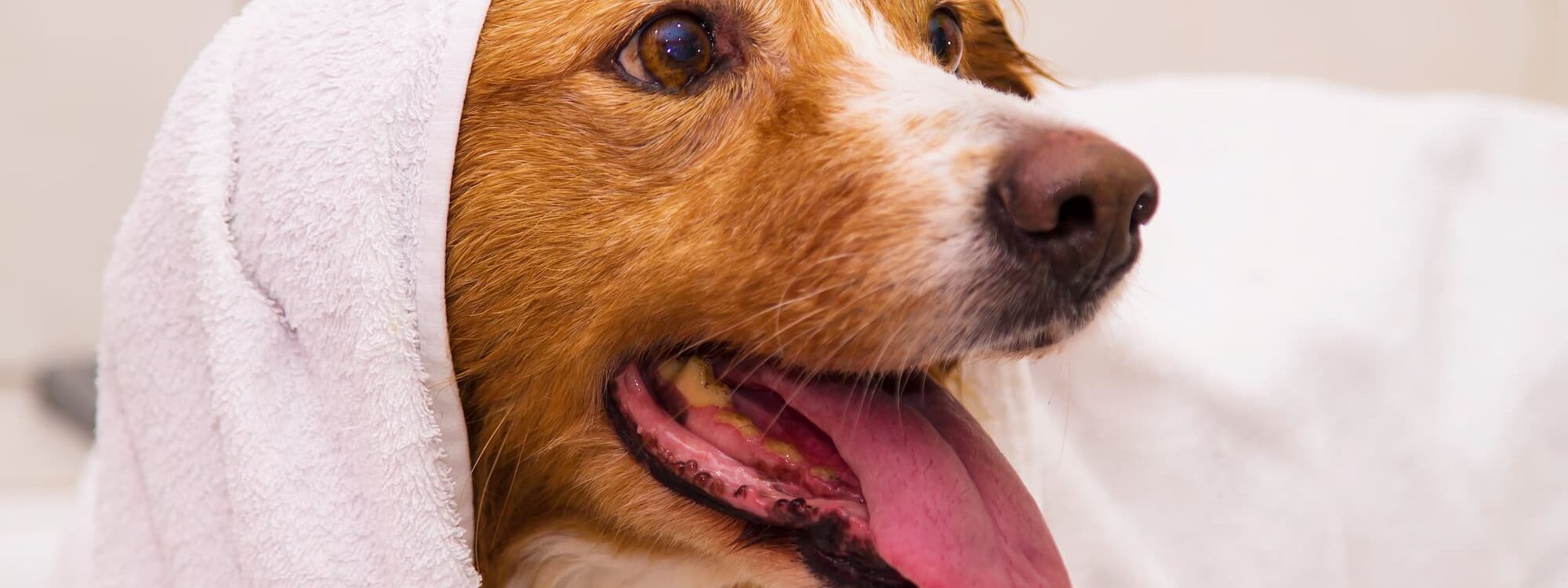TOILETTAGE CHIEN4 2000X750 | Ça déc'Ouaaf Ça déc’Ouaaf, votre partenaire local Raon-l'Étape