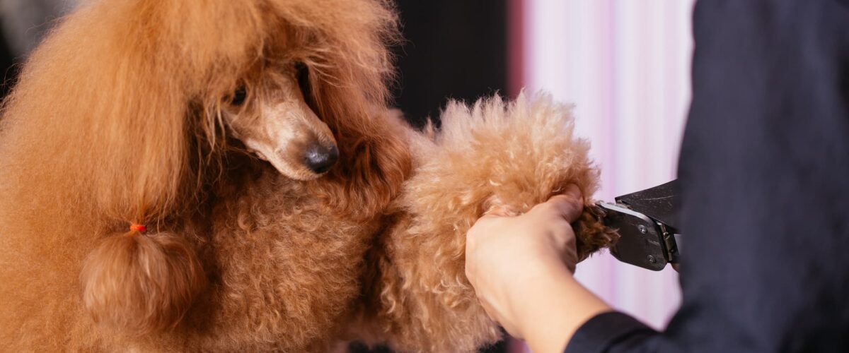 TOILETTAGE21 1200X500 | Ça déc'Ouaaf Toilettage pour chiens et coupe griffes à proximité de Remiremont et Épinal Golbey 1
