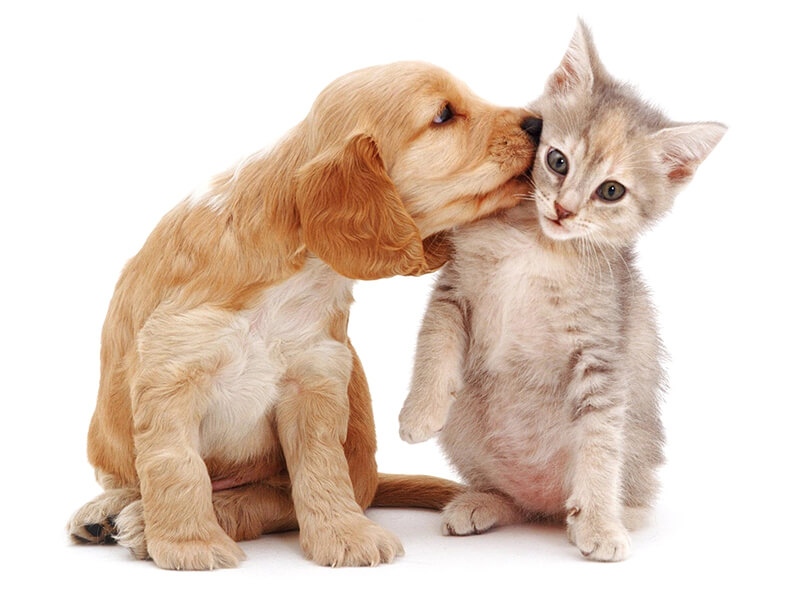 ABOUT_US | Ça déc'Ouaaf Toilettage pour chiens et pensions pour chiens et chats près d’Épinal et Remiremont Épinal