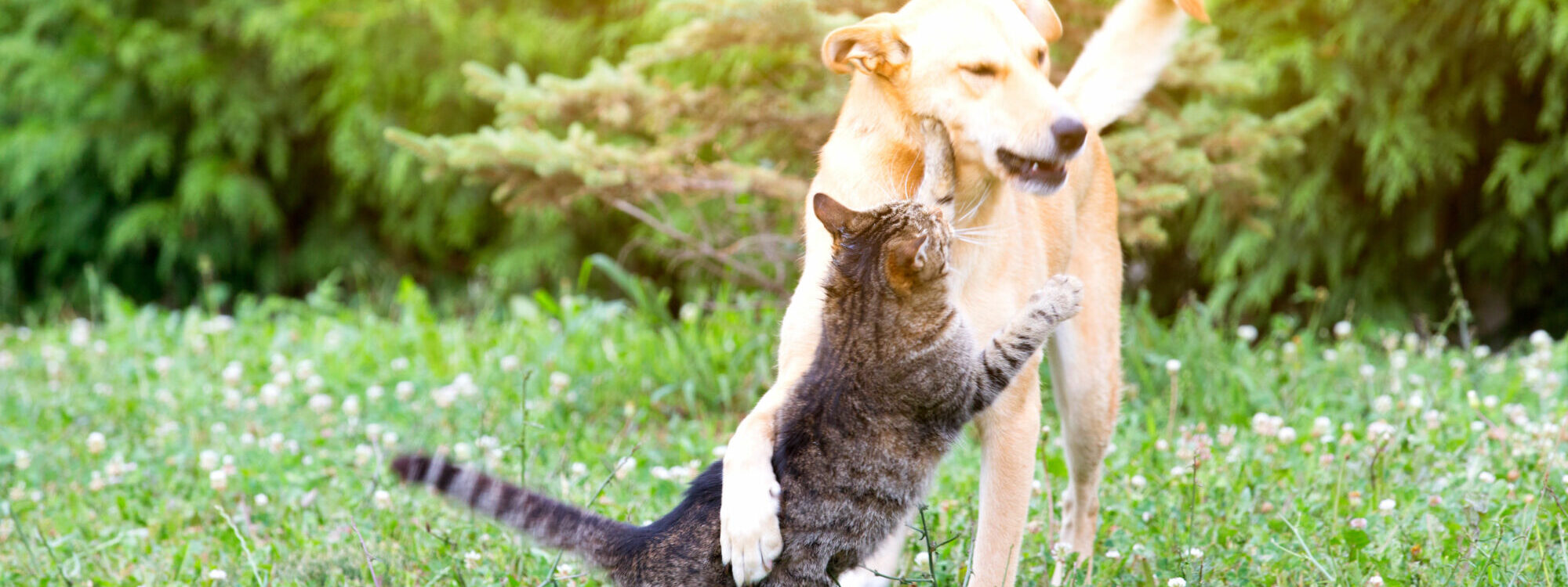 Pension pour chiens et chats &agrave; c&ocirc;t&eacute; de Remiremont et &Eacute;pinal Baccarat