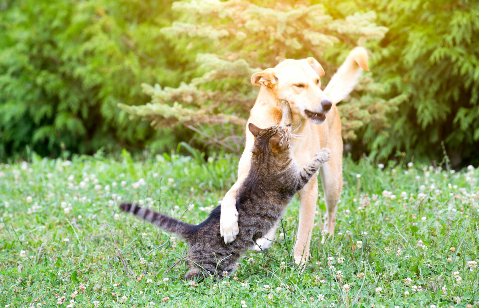 PENSION CHAT CHIEN | Ça déc'Ouaaf Pension pour chiens et chats à côté de Remiremont et Épinal Baccarat