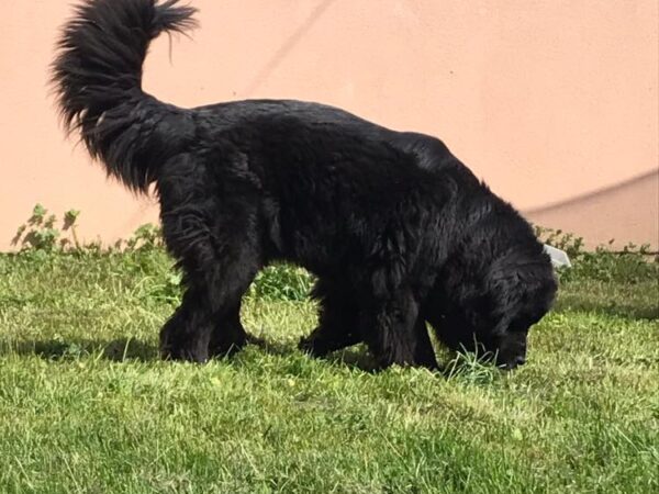 PENSION CHIEN_1 600X450 | Ça déc'Ouaaf Ça déc’Ouaaf : toilettage et pension pour chiens et chats à Aydoilles Charmes 4