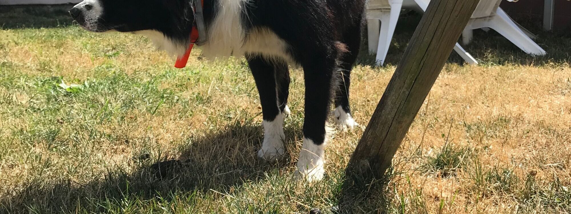 PENSION CHIEN_10 2000X750 | Ça déc'Ouaaf Ça déc’Ouaaf : toilettage et pension pour chiens et chats à Aydoilles Raon-l'Étape