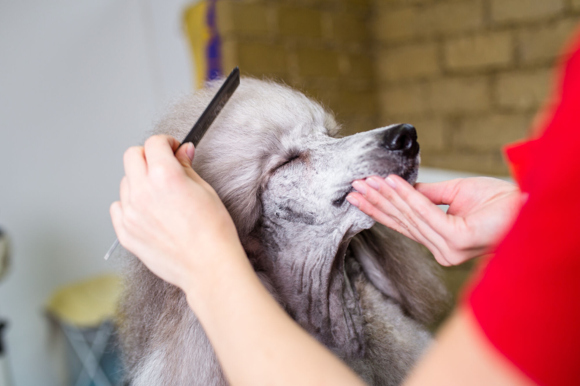 TOILETTAGE CHIEN | Ça déc'Ouaaf Toilettage pour chiens et coupe griffes à proximité de Remiremont et Épinal Gérardmer