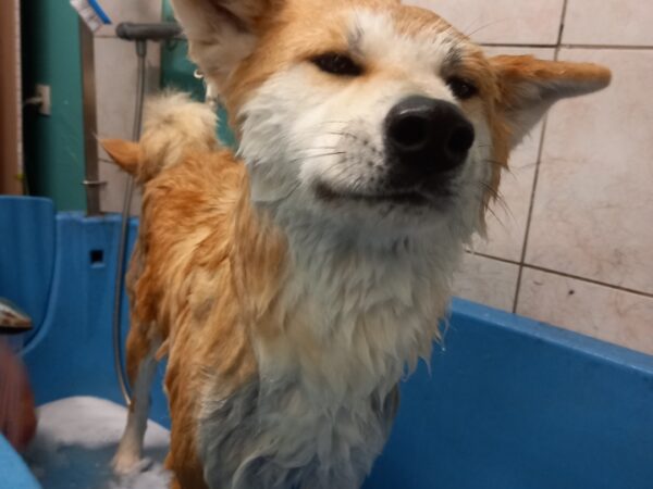 TOILETTAGE CHIEN_10 600X450 | Ça déc'Ouaaf Ça déc’Ouaaf : toilettage et pension pour chiens et chats à Aydoilles Golbey 1